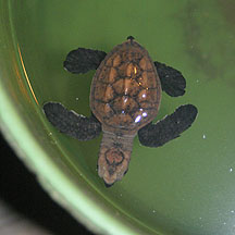 Hatchling